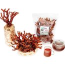 명돌캠프 이미지