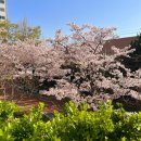 한라체육관 | 240401_동삼동 절영아파트와 한라아파트 부근 벚꽃/영도실내체육관 스피닝 수업 후기