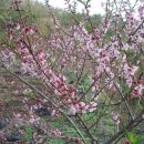 천등농장 이미지