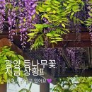 광양컨트리클럽 | 광양 등나무꽃 명소 가야로 주차장 위 놀이터, "작년보다 일주일이나 일찍 지고 있어요" (실시간)