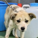 증평가정견훈련소 이미지