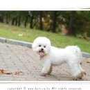 초코랑보리랑 네이버블로그