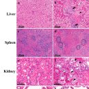 자라의 Trionyx sinensis hemorragic syndrome virus(TSHSV)의 조직학적 변화 이미지