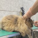 개이쁜냥 이미지