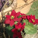 바다정원 이미지