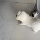 꼬똥사파이어 이미지