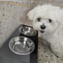 가나유치원 | 달서구 애견유치원 / 헬로우버디 대구달서점 등원 후기