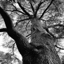 골든 스크린 이미지