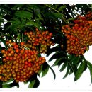 지리산 구찌네 이미지