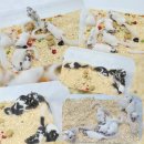 체리쉬펫 | 대구·구미·안동·경북 피그미다람쥐 분양의 중심 체리쉬펫을 소개합니다.