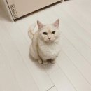 동탄동물병원 베스트동물병원 예방접종 후기