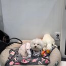 대박살롱 | 두정역미용실 원 바이 살롱 펌 후기