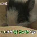 민지 농장 이미지