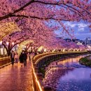 오산천 산책로 | 오산천 벚꽃축제 야간에 직접 가봤더니, 조명·공연·먹거리 솔직 후기