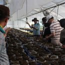 양가네 표고 이미지