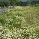 지리산 바래봉(1,167m)의 철쭉꽃은?