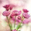 안평초등학교 신평분교 병설유치원 | 경산북도 유치원 주소록 정보