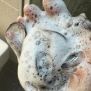 브로컬리헤어샵() 이미지