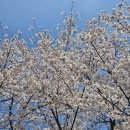 현안과 | [강남/양재]올해도 어김없이 찾아온 알러지성 결막염, 강남현안과 진료 후기