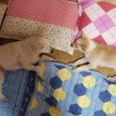 은동이네 이미지