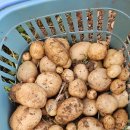 생애 첫 감자수확 이미지