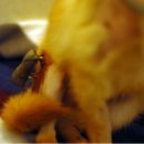 동물자유연대 부속 동물병원 이미지