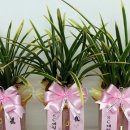 일흥꽃집 이미지