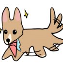 조이 애견 유치원 이미지