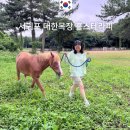 대한목장 홀스테라피 예약 후기 말 산책 먹이주기 카페 주차 제주 목장 체험 추천
