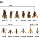 말벌 독 해독제-꾸지뽕기름 이미지