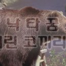 개꿈꾸는 고양이 이미지