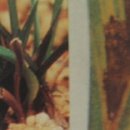 (주)바른약품 이미지