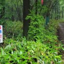 한라산 제2농장 이미지