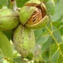 ﻿피칸의 효능(Pecans) 이미지