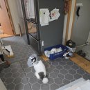 호야켄넬 이미지