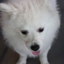 카페 꼬미꼬미 이미지