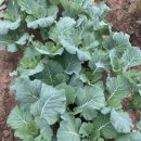 사가정시장 이미지