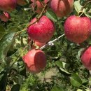 박정미농장 이미지