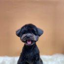 개바라기 | 광주 반려동물미용은 개바라기에서! 완전 만족!!