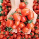 토마토컴퍼니