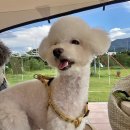 즐겨찾개 이미지