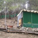 하수오 기러기 농장 이미지