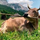 발현목장 이미지