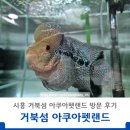 시흥 거북섬 가볼만한 곳 아쿠아펫랜드 어반네이처 수족관 후기