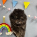 정우켄넬 이미지