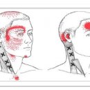 Sternocleidomastoid (흉쇄유돌근) 이미지