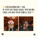 도토리 강아지 유치원 이미지