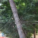 거미대문 이미지