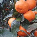 철이농장 이미지