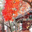 가을 이별 마지막 그대 뒷모습 / 애수의소야곡 - 송가인 이미지